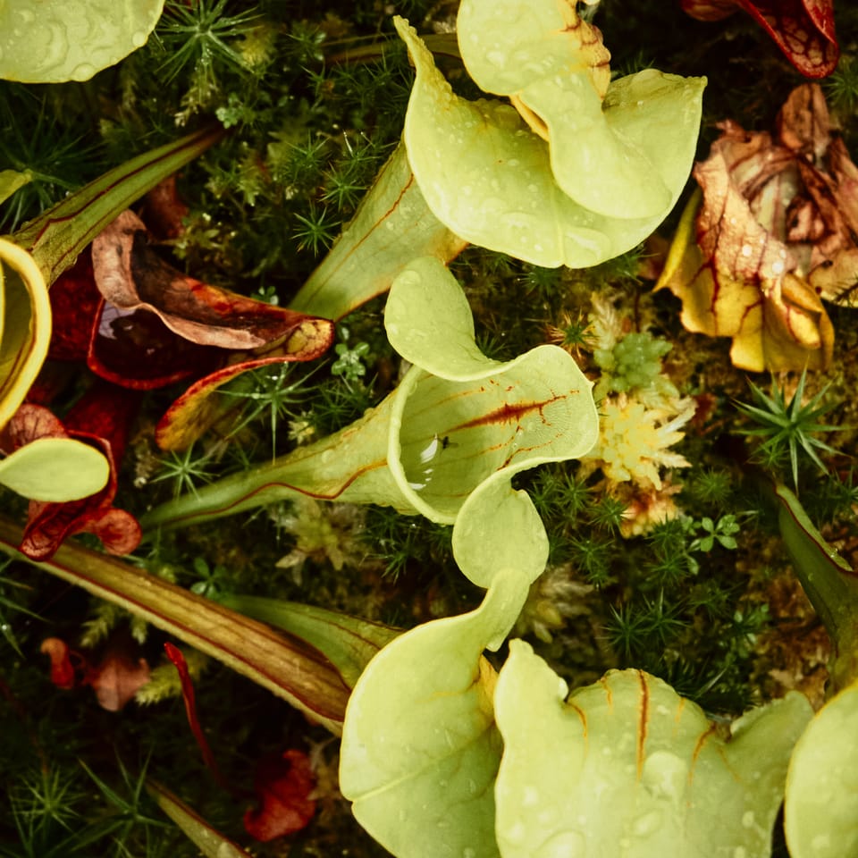 A pitcher plant consuming a fly. The pitcher plant is green with rust orange markings.